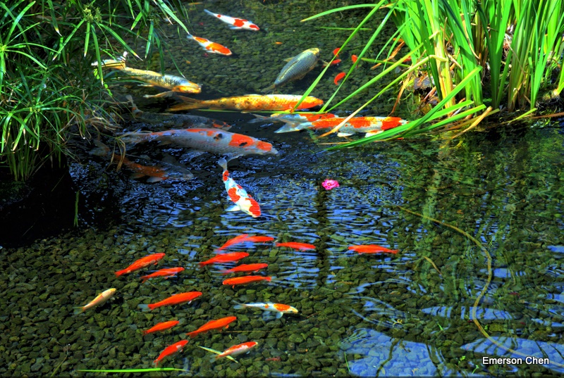 Fish2069-Dyn.JPG