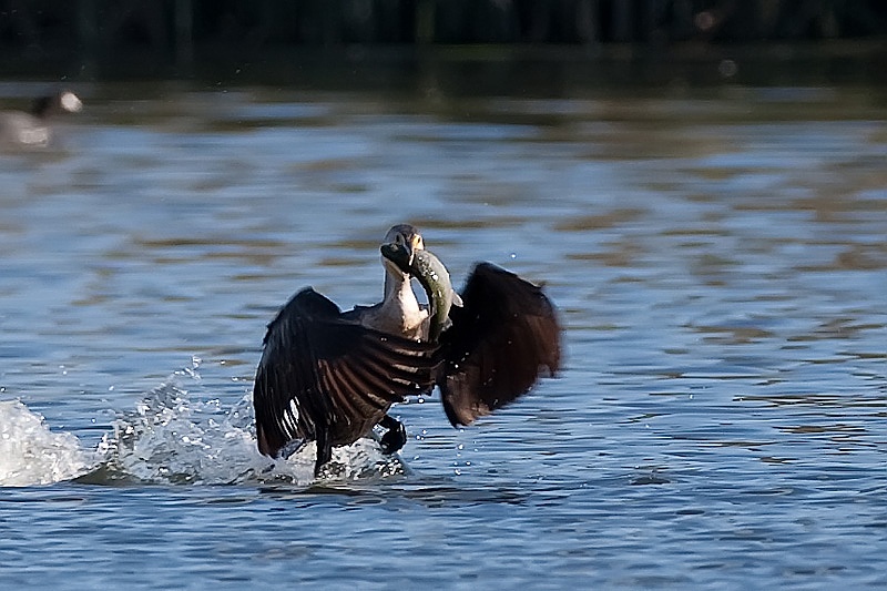 1D3_7411-1.jpg