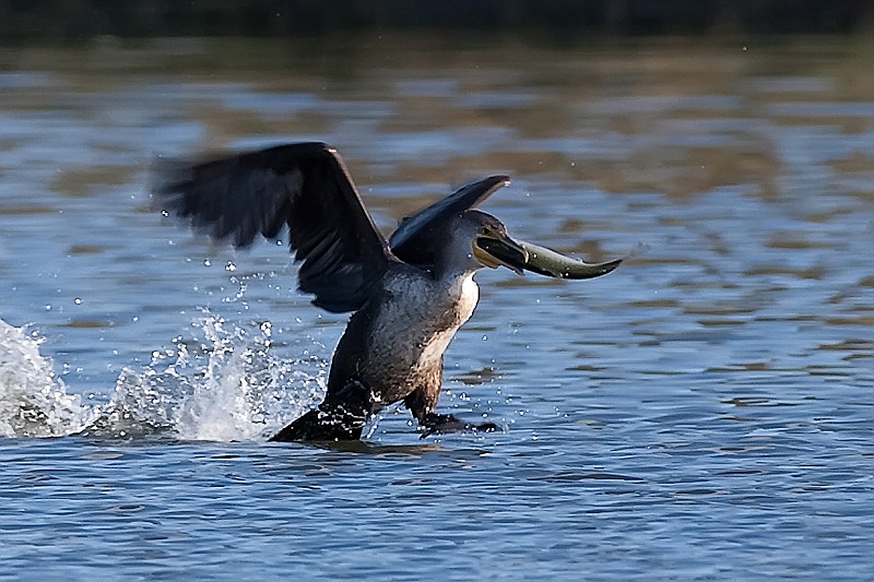 1D3_7415-1.jpg