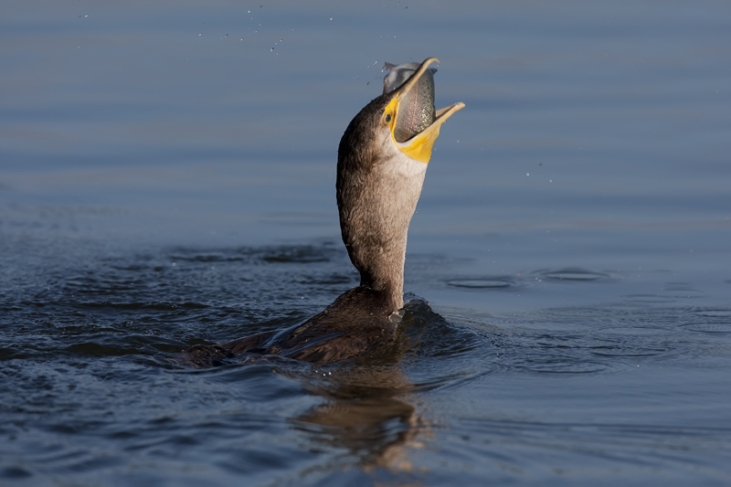 1D3_7346-1.jpg