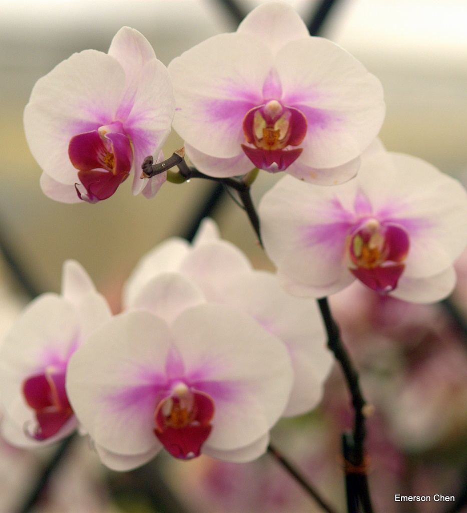 2008Orchid_0001.jpg