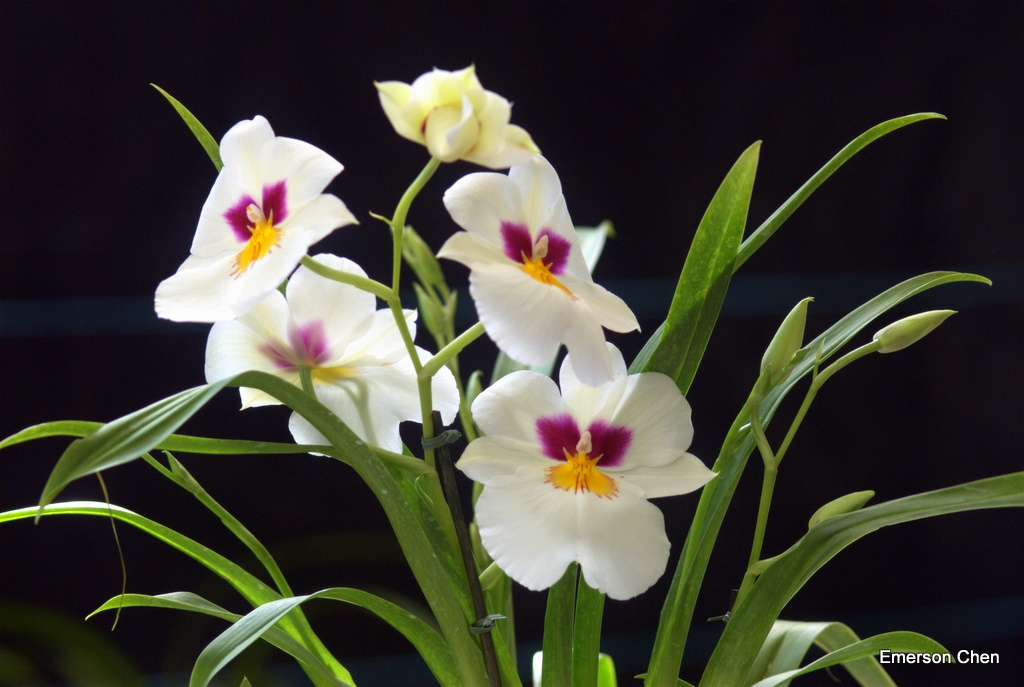 2008Orchid_0142.jpg