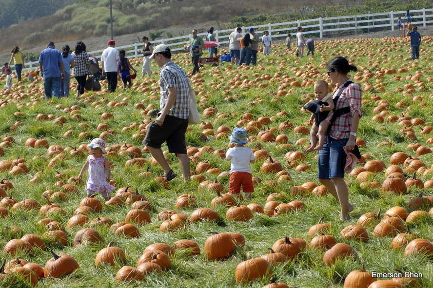 Pumpkin_1-51.JPG