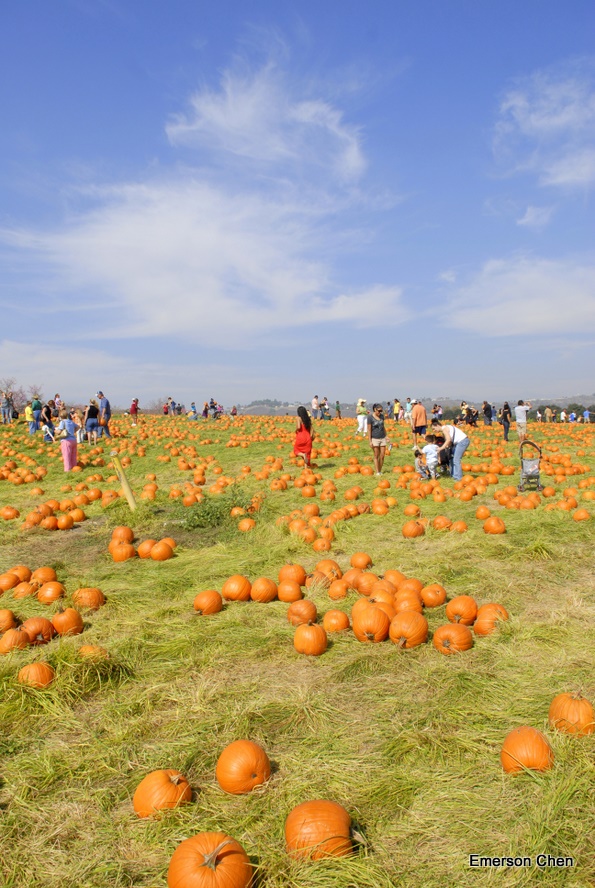 Pumpkin_1-77.JPG