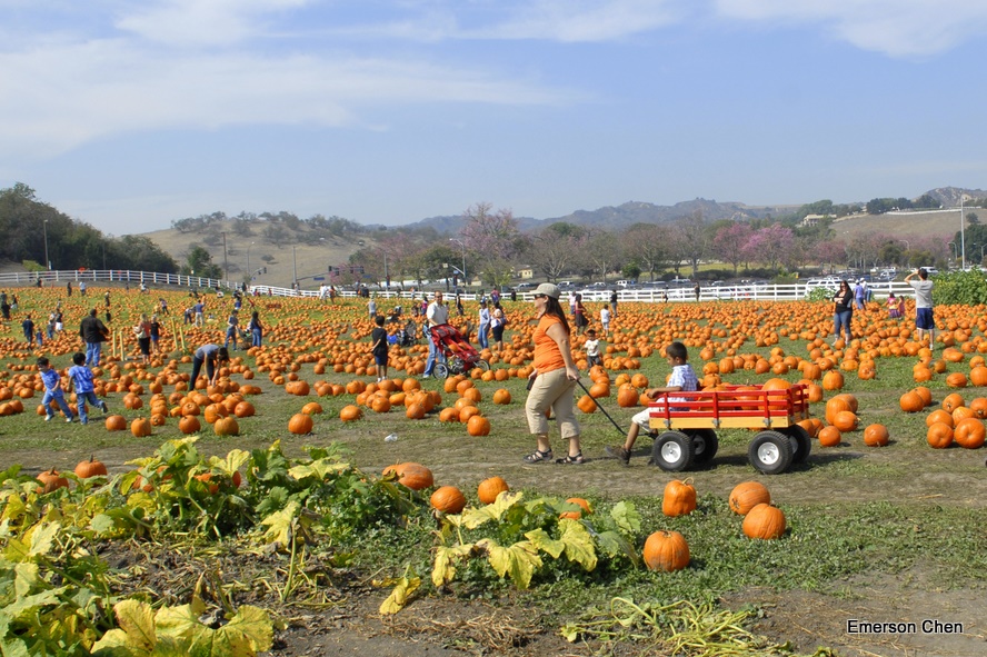 Pumpkin_1-28.JPG
