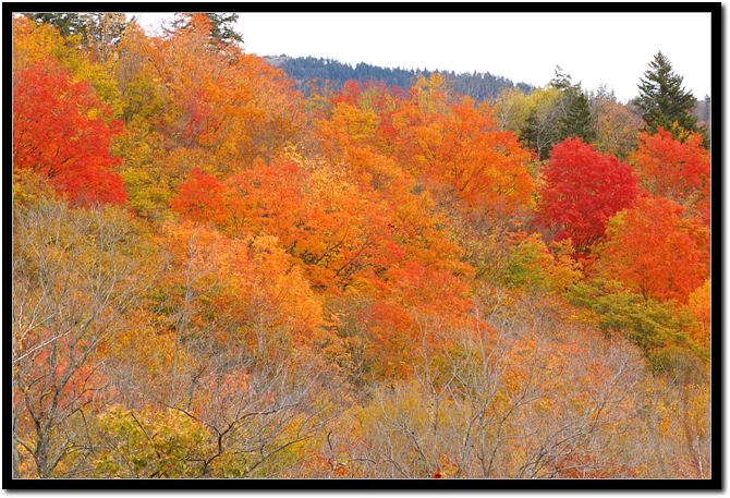 color leaves2.jpg