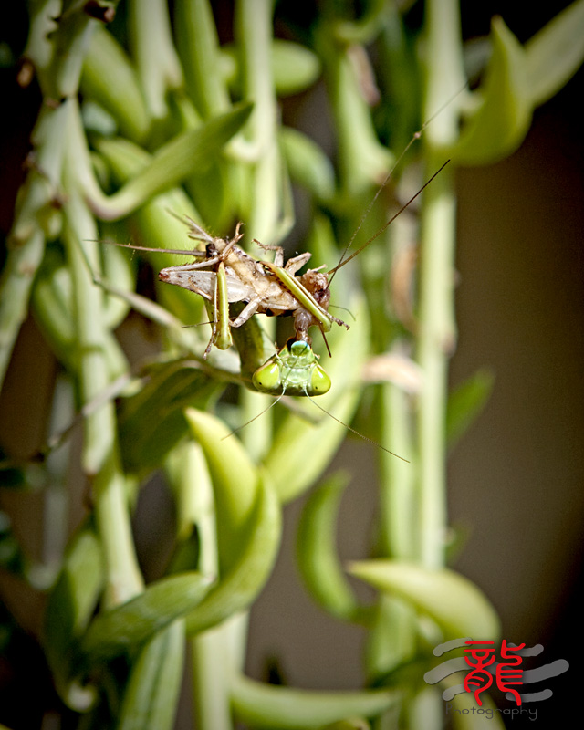 IMG_9742.jpg