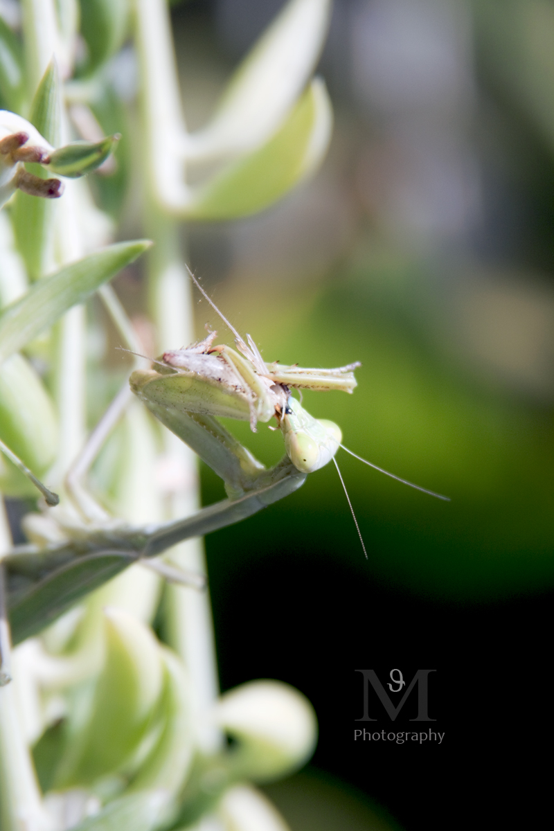 IMG_6319s.jpg