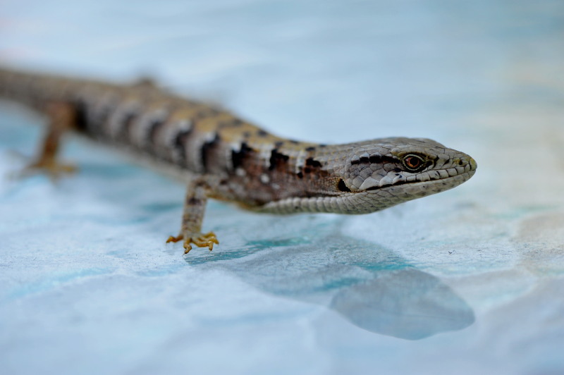 DSC_1069c.jpg