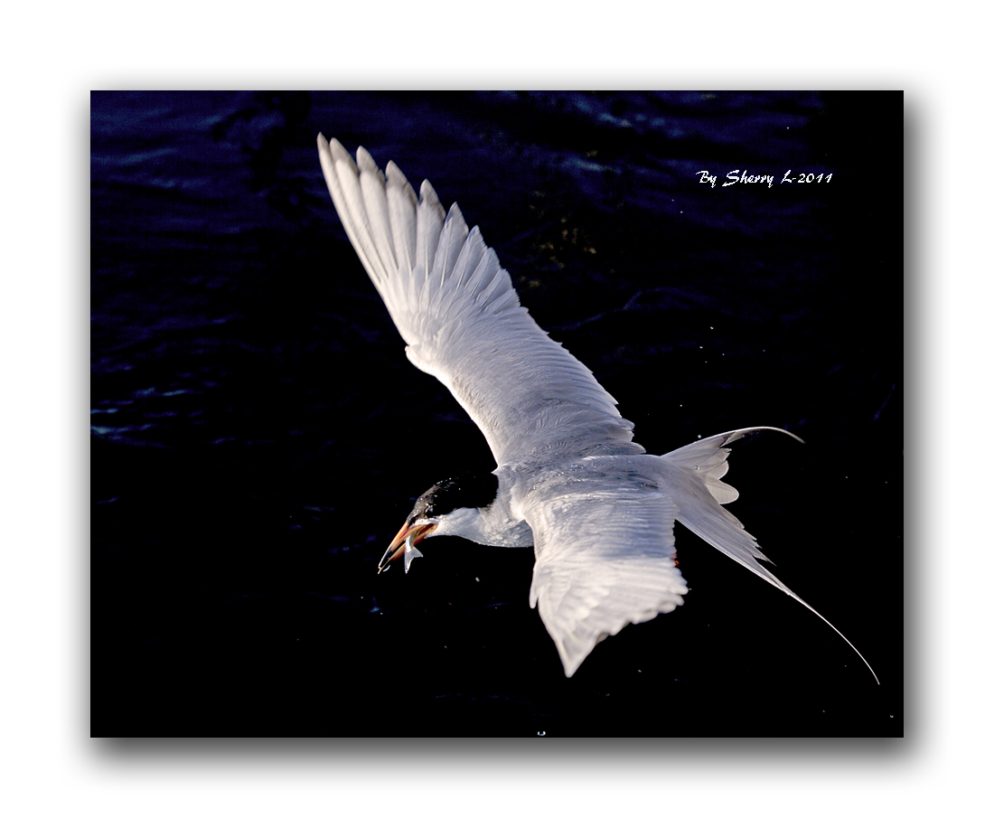 bird02 269b.jpg