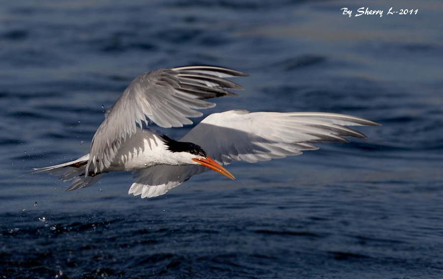 IMG_4970b.jpg