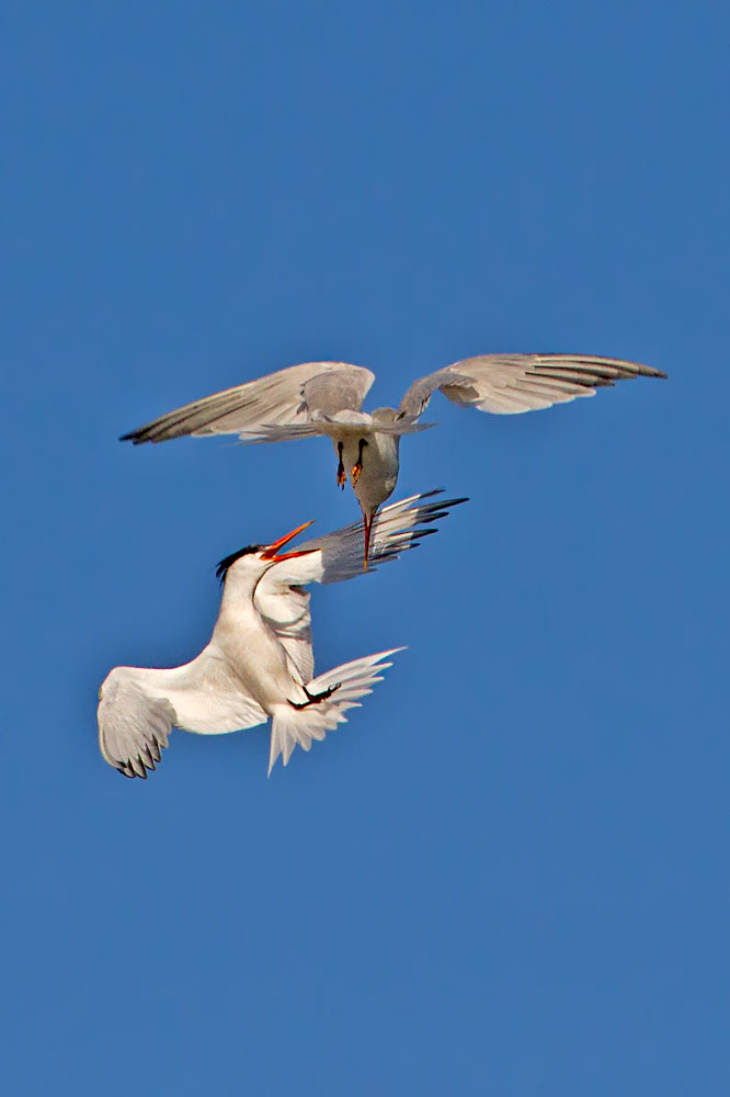 IMG_3719.jpg