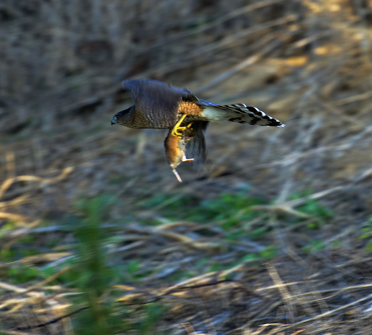 DSC_2697.jpg