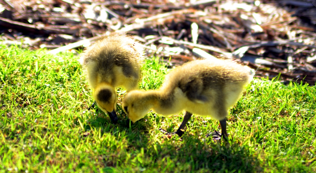swan-duckling-DSC_4432.JPG