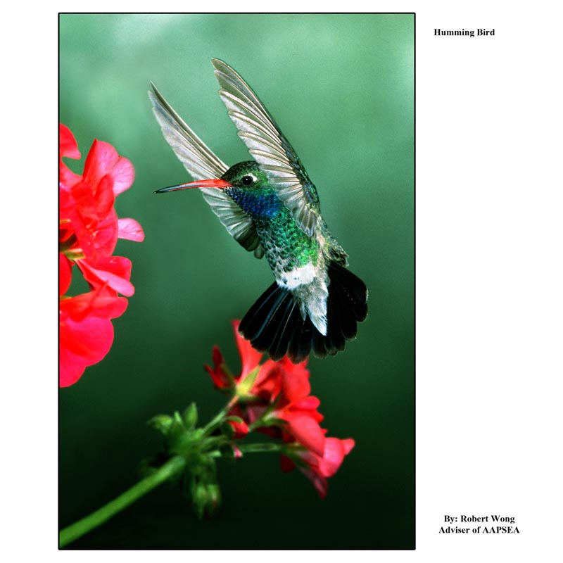 49 HUMMING BIRD.jpg