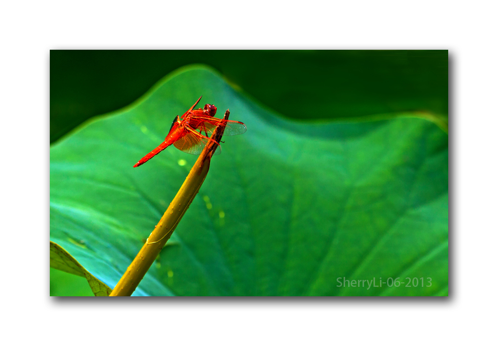 IMG_2800CC.jpg