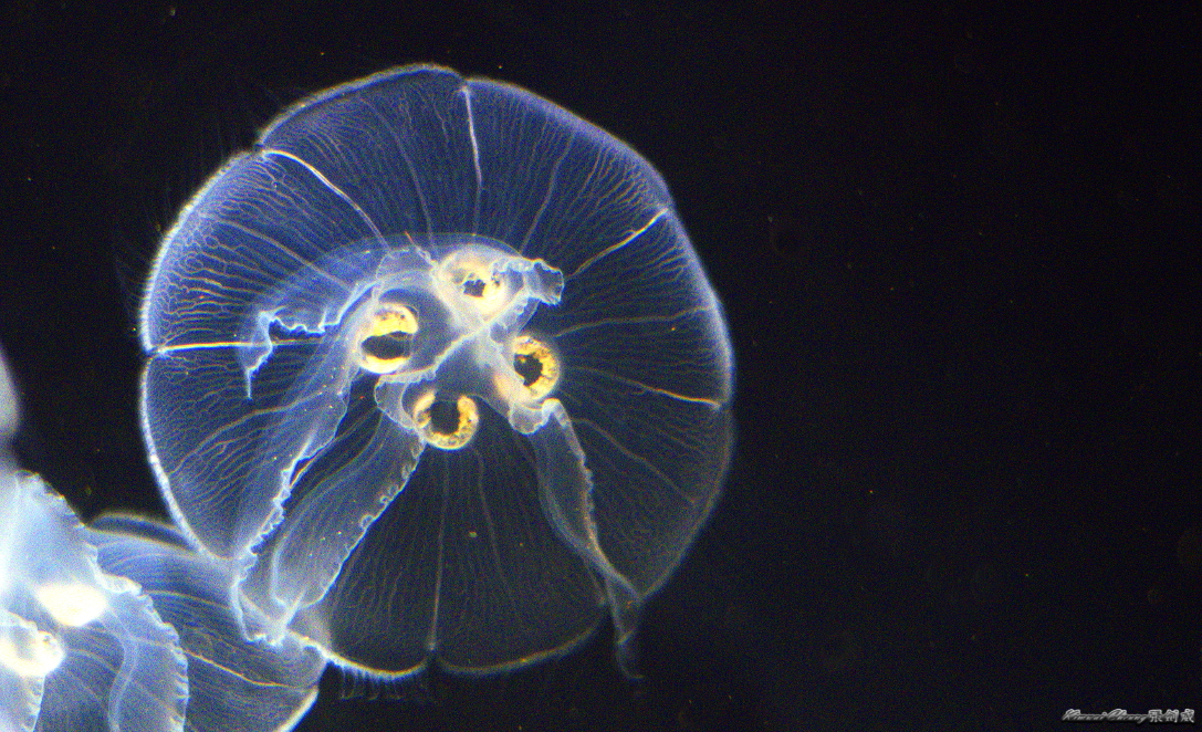 Jelly Fish DSC_3256.jpg