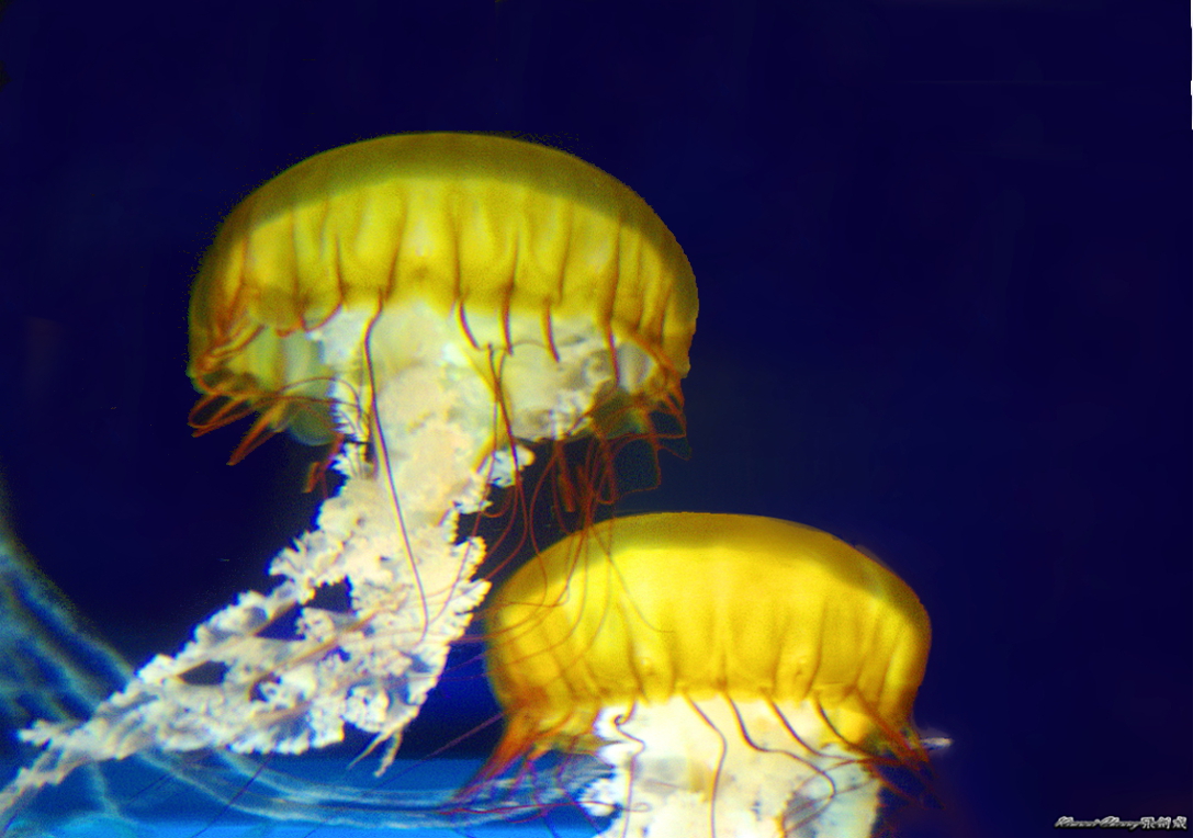 Jelly Fish DSC_3210.jpg