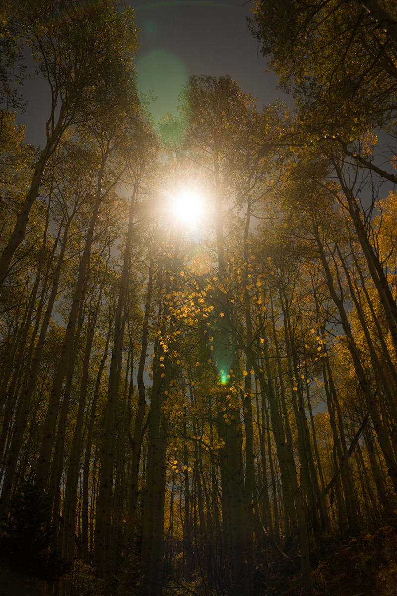 Aspen Fall Foliage 347-Edit.jpg