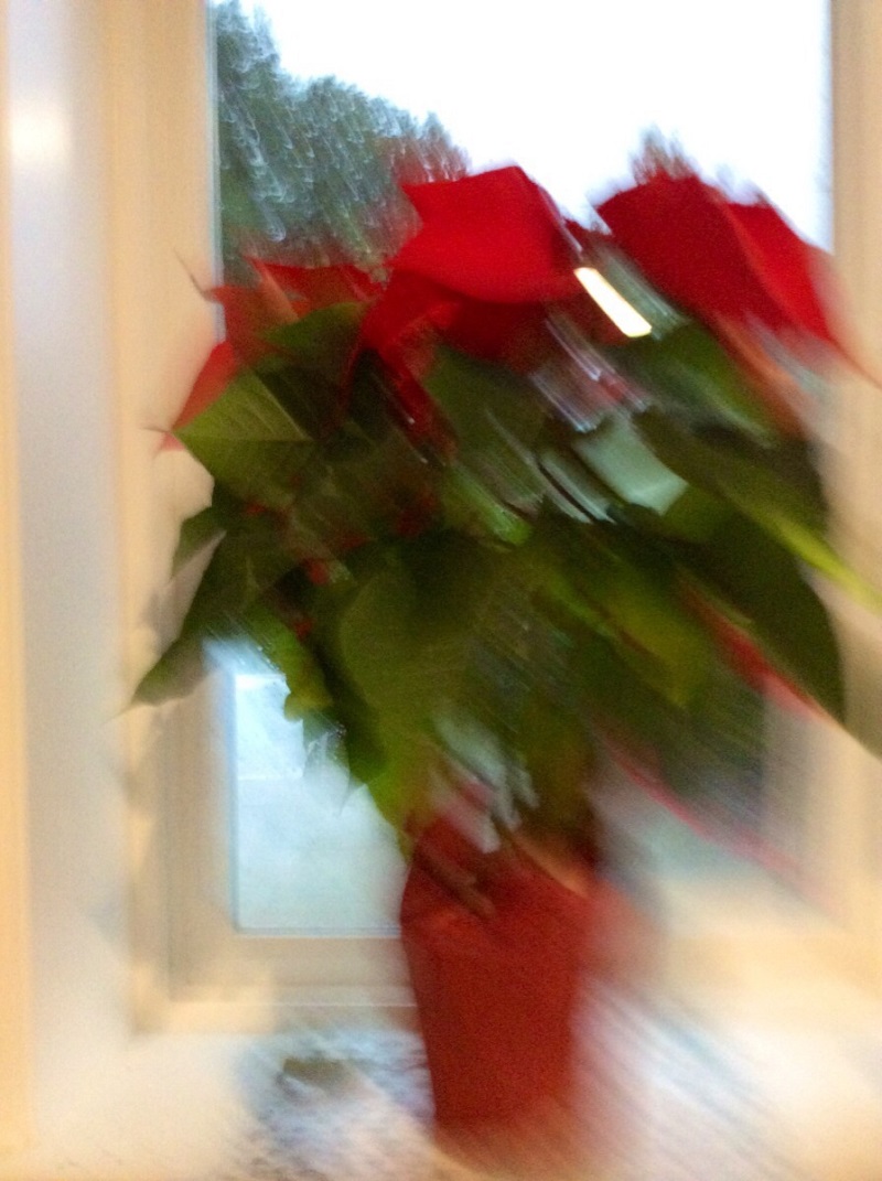 窗前的圣诞花.JPG
