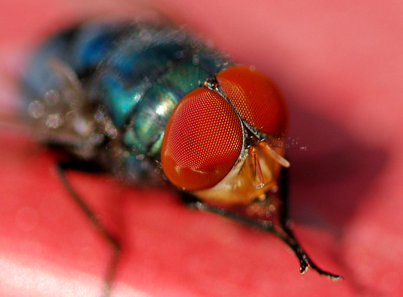 FLY1.jpg