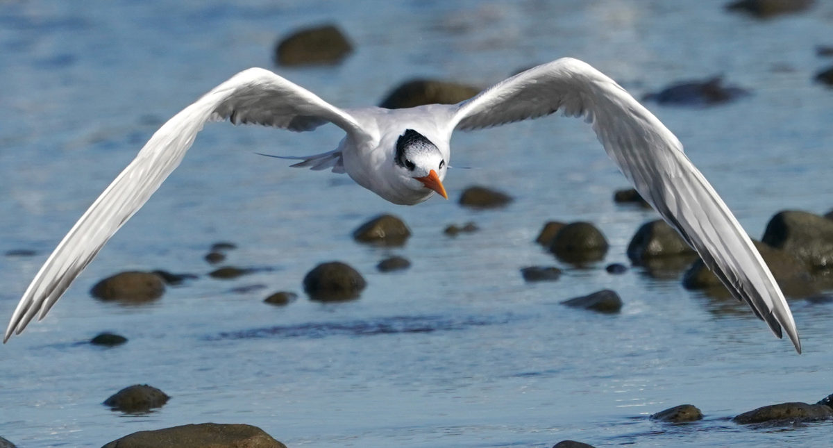 0031_NATURE_GROUP_1_BIRDS of MALIBU 01.jpg