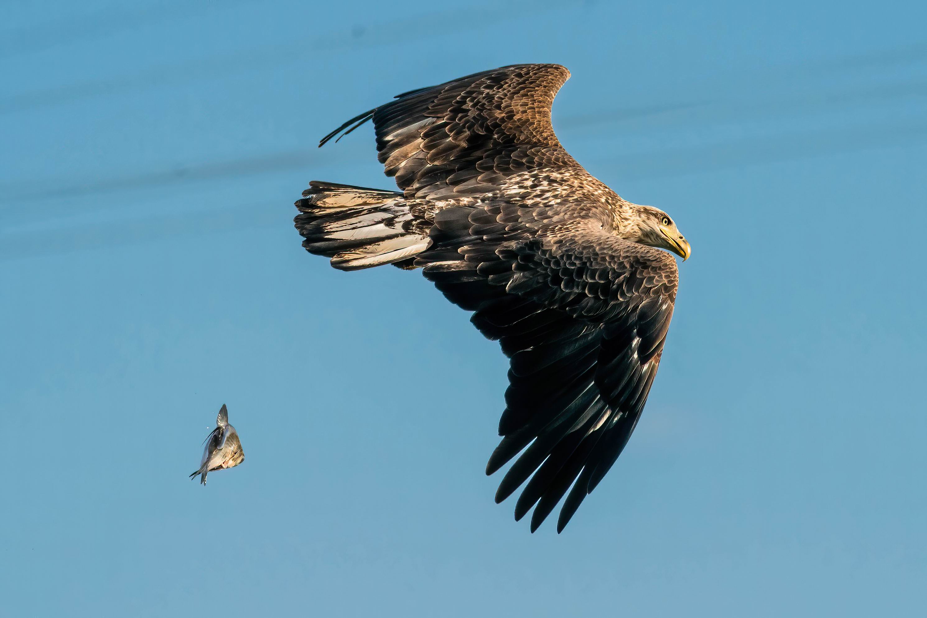 0049_Oppos Moment of a Juvenile Eagle -002.jpg