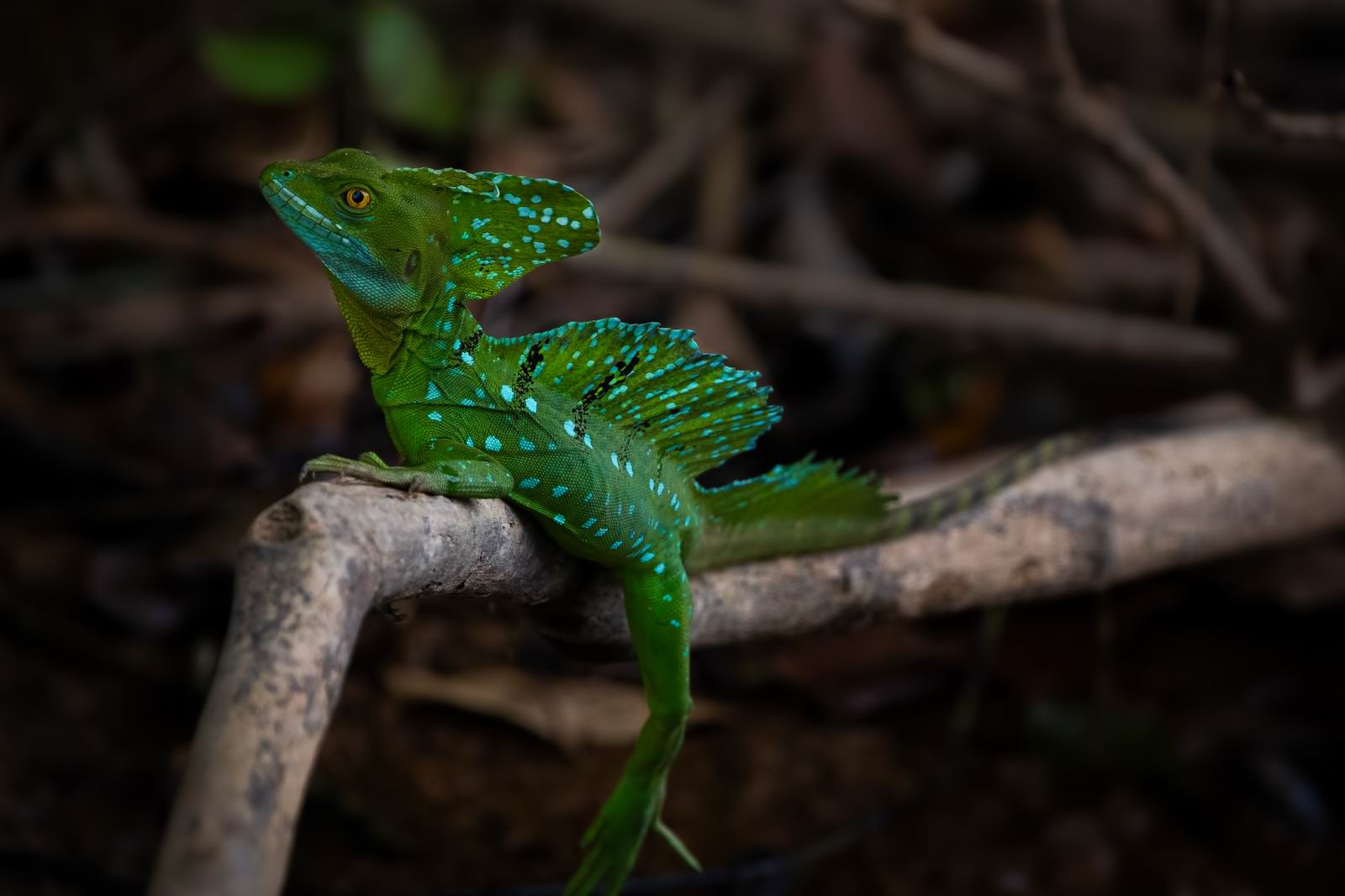 018_亂枝深處的年輕鬣蜥 Young Iguana in Deep Branches.jpg