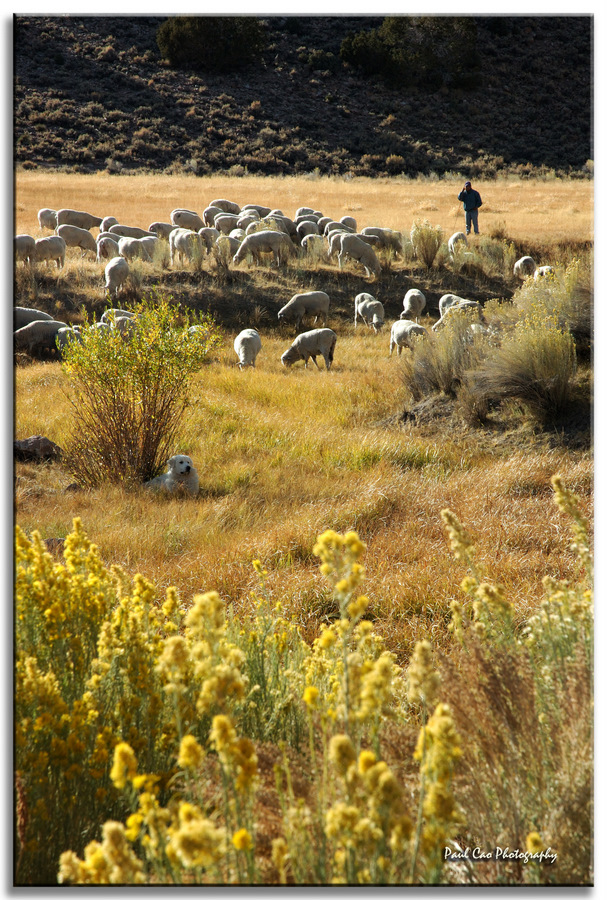 Pcao081004_395_n5460xet_sheeps.jpg