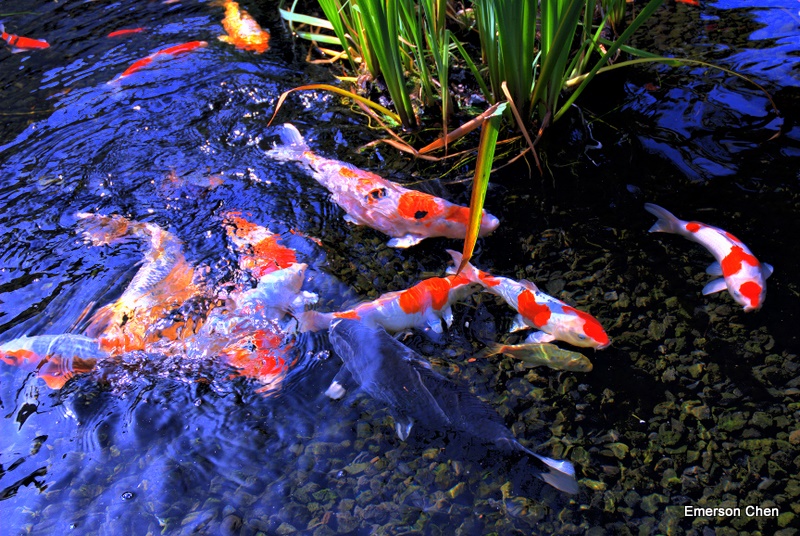 Fish002-Dyn.JPG