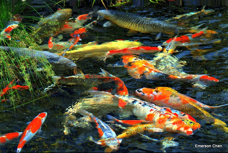 Fish019-Dyn.JPG