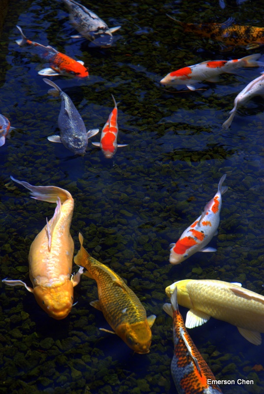 Fish2052.JPG