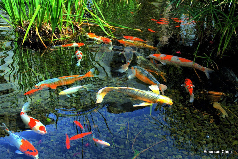 Fish2096-Dyn.JPG