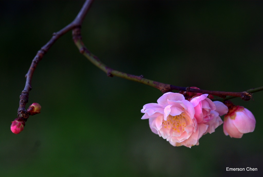 2009Plum-85.jpg