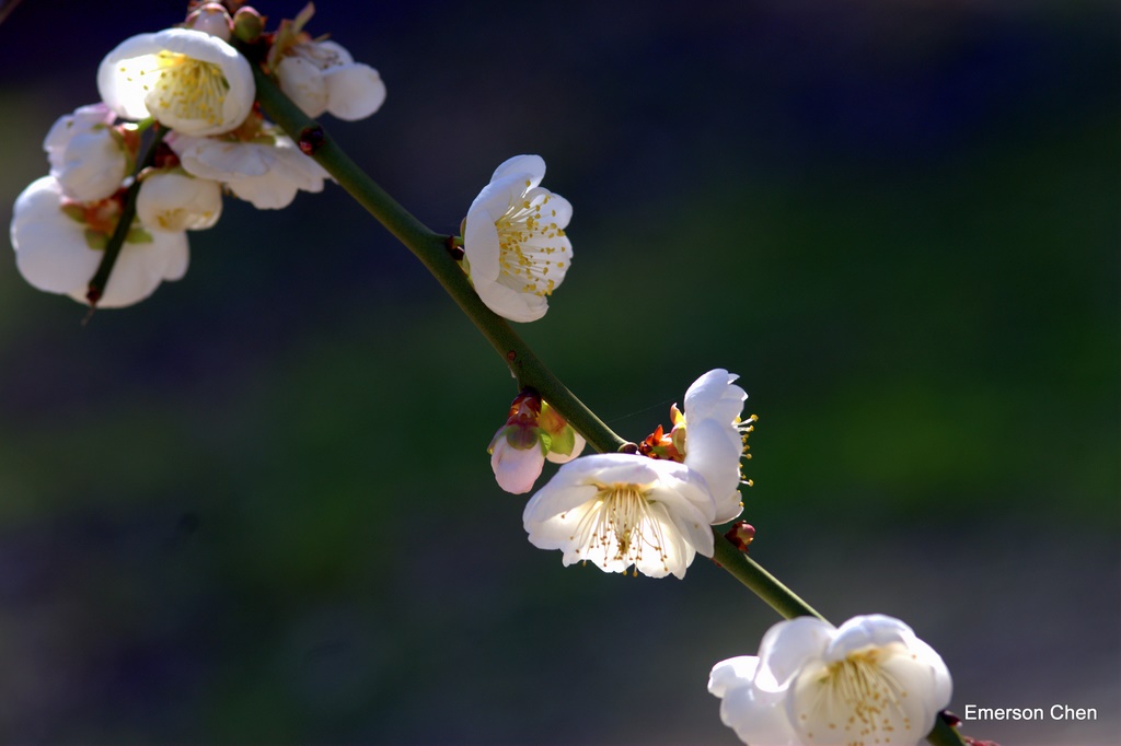 2009Plum-186.jpg