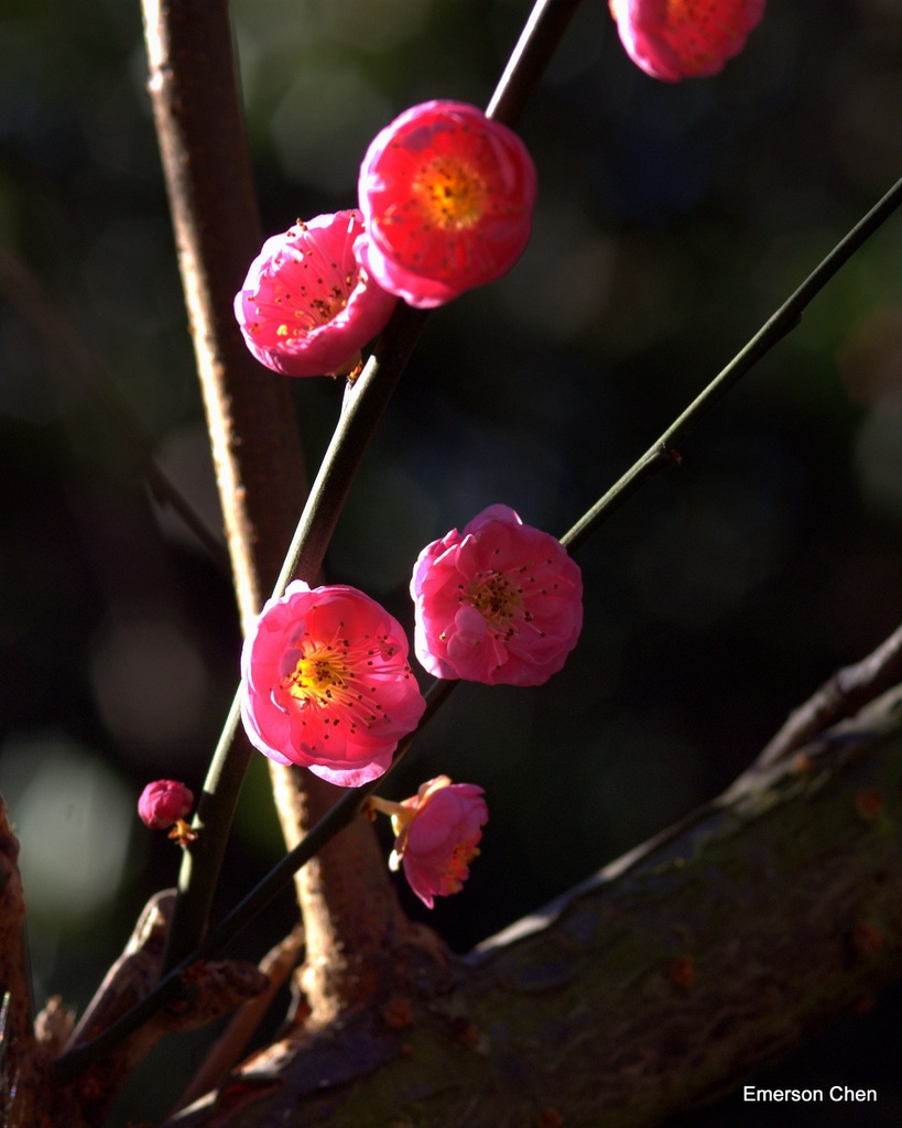 2009Plum-256.jpg