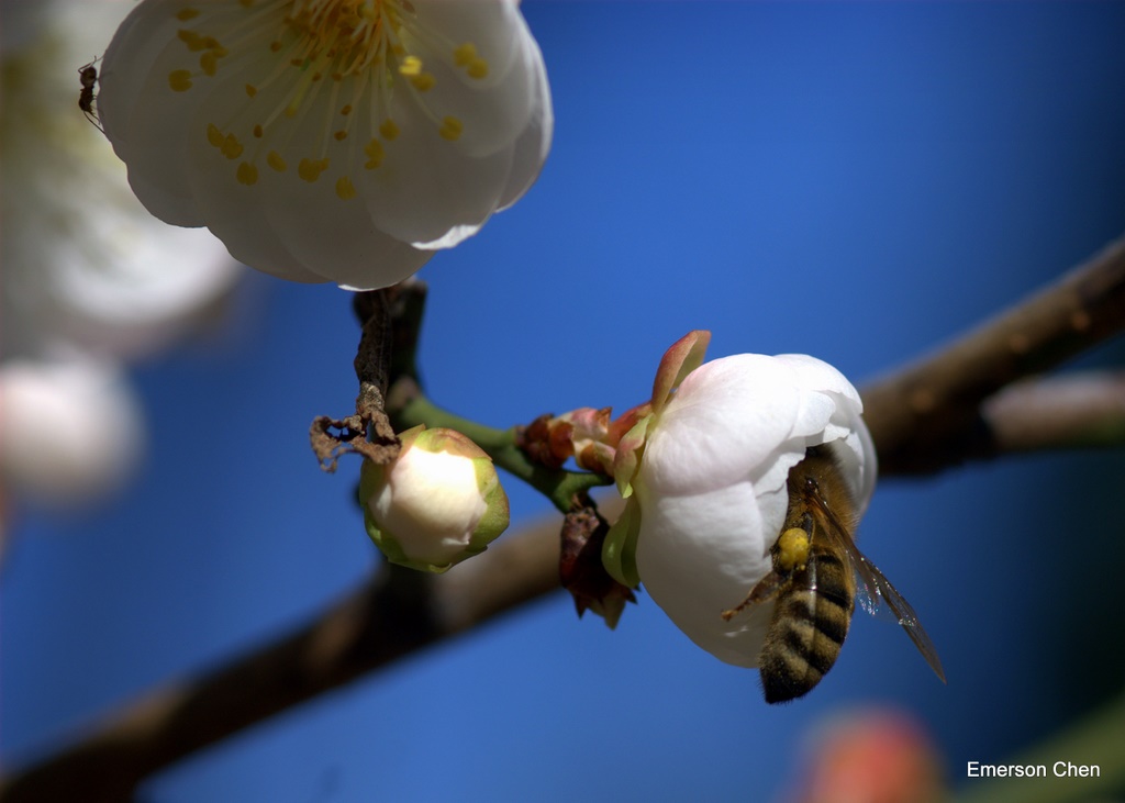 2009Plum-693.jpg