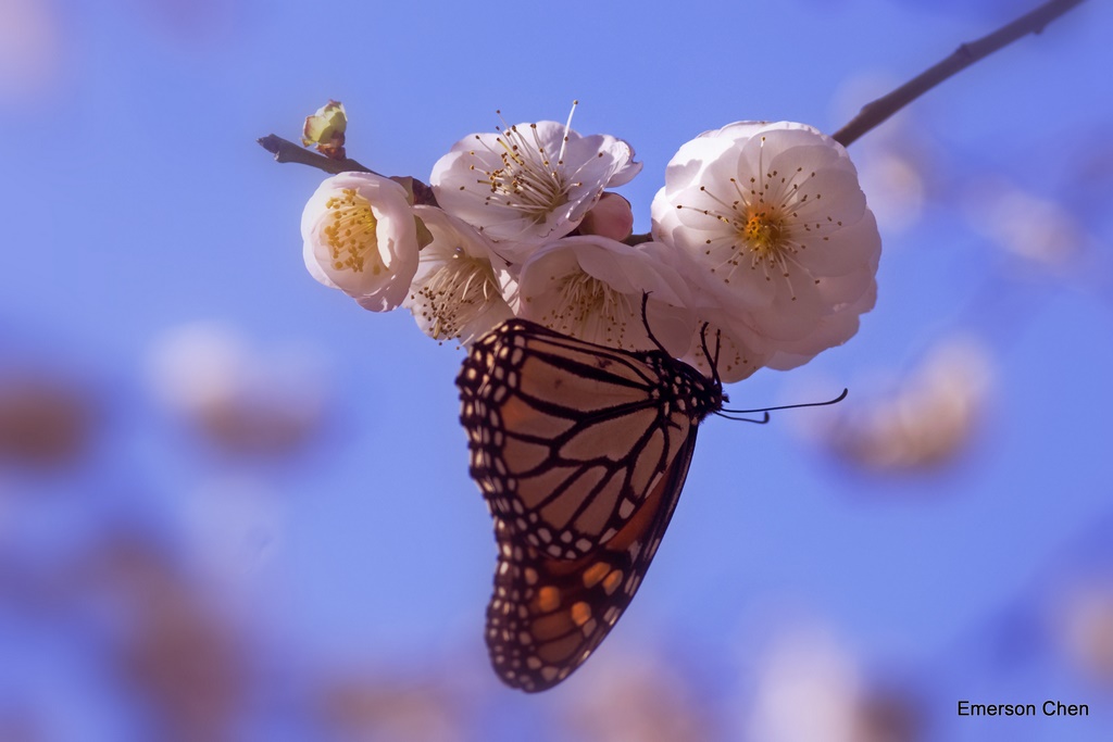 2009Plum-652P.jpg