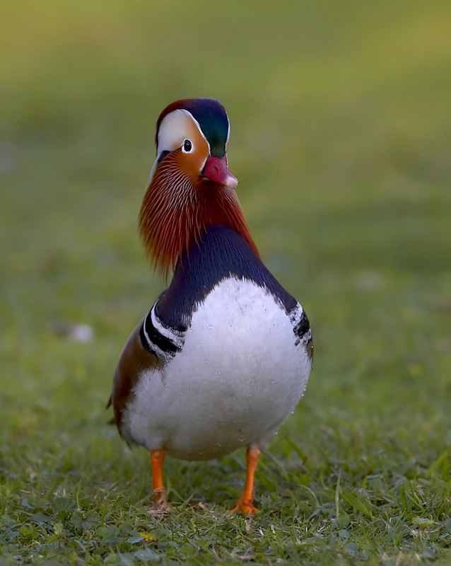 0I8Z3545.jpg