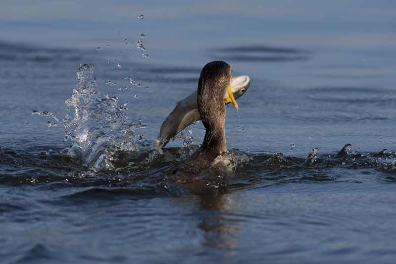 1D3_7340-1.jpg