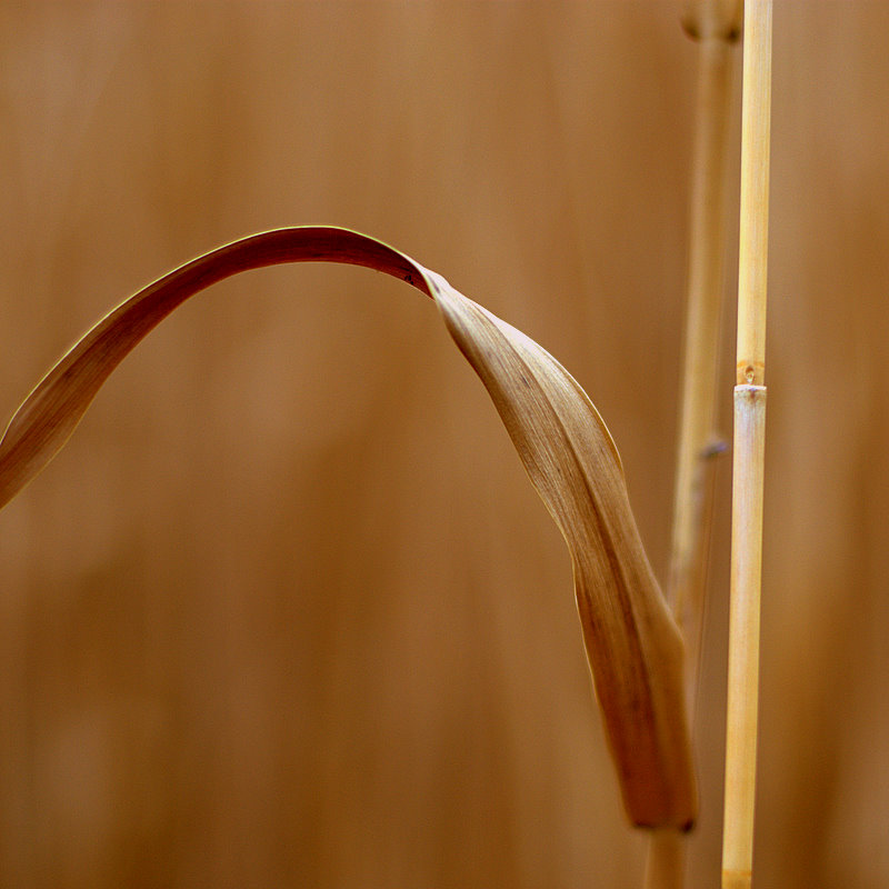 _DSC0098-1.jpg