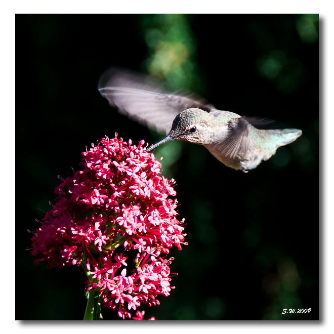 bird02s.jpg