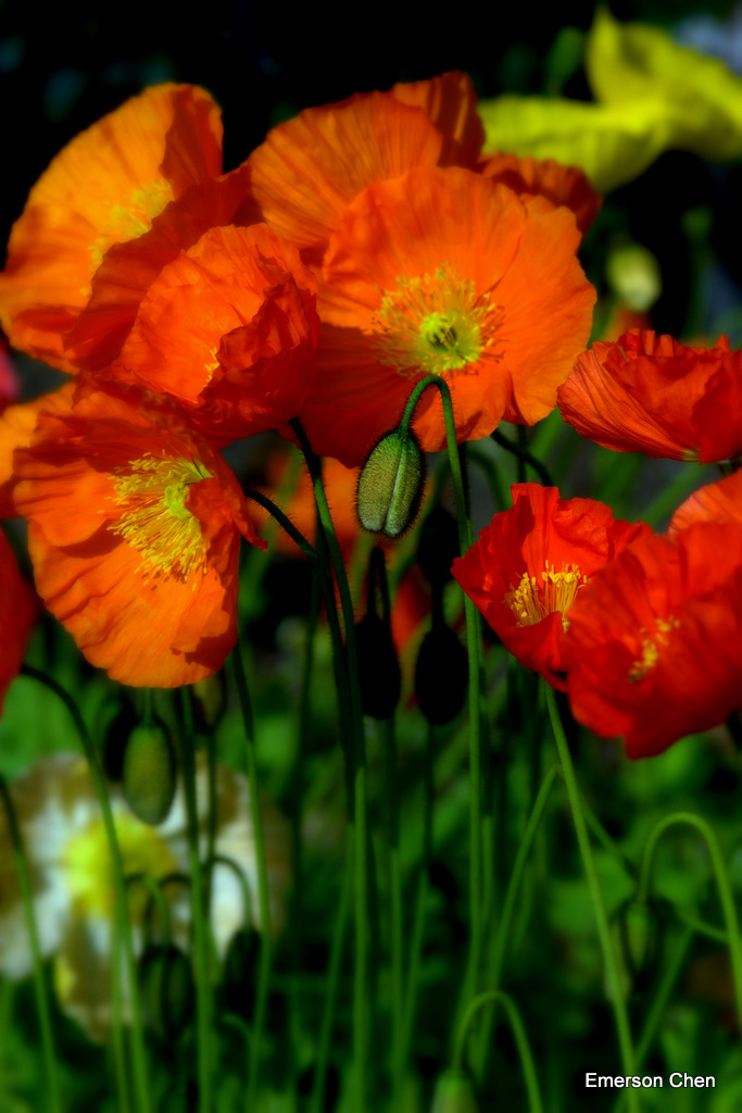 Poppy-26.jpg