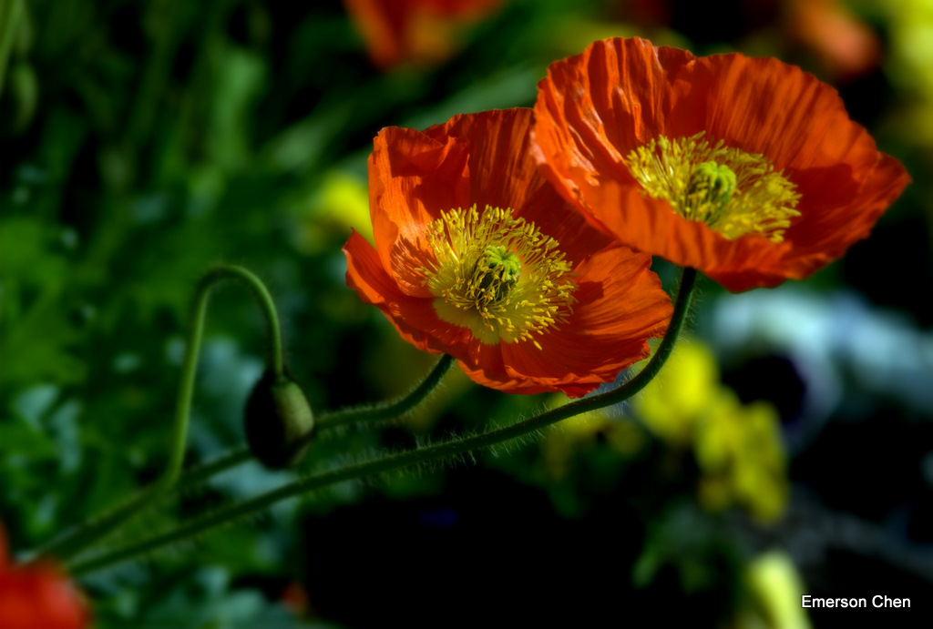 Poppy-35.jpg