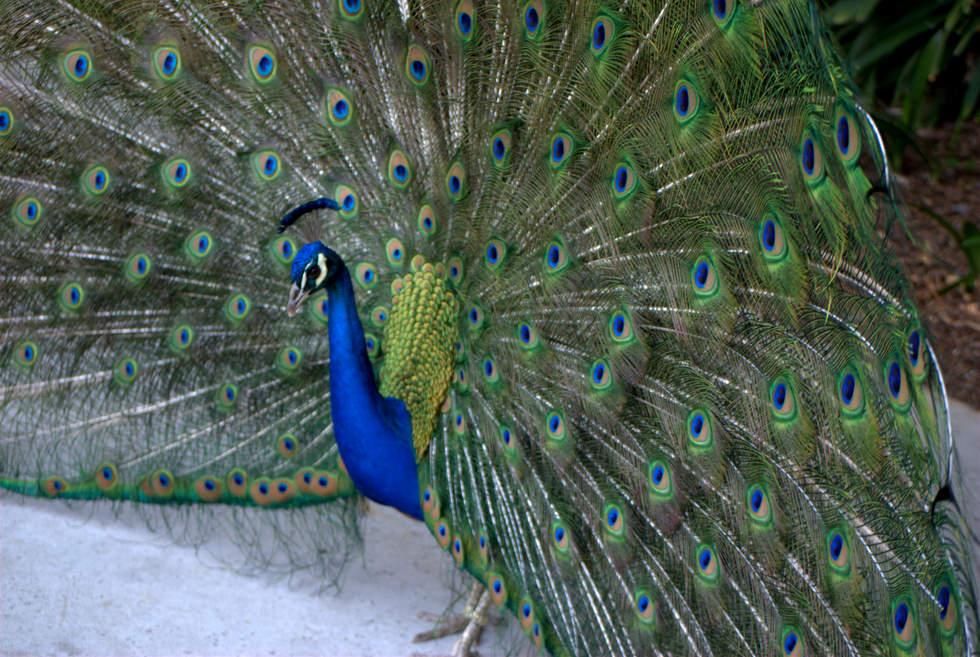 DSC_0011.jpg