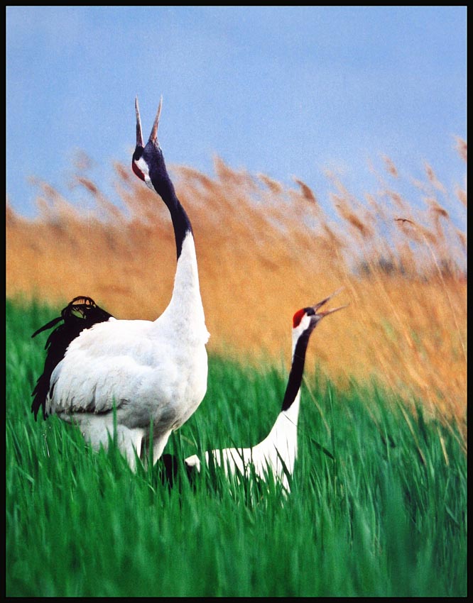 3- crane # 3.jpg