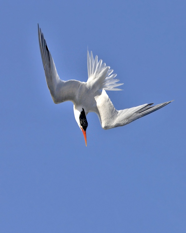 0I8Z0303.jpg