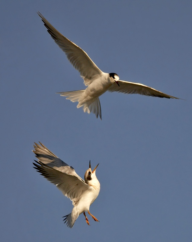 0I8Z0548-2.jpg