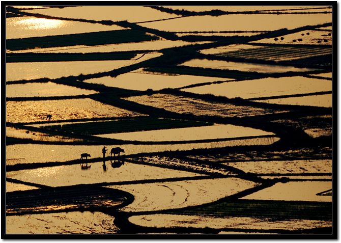 rice_field2.jpg