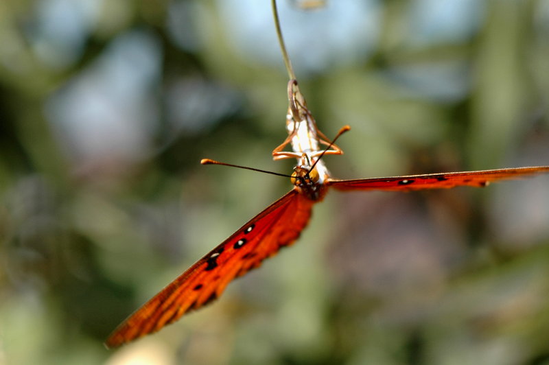DSC_5097c.jpg